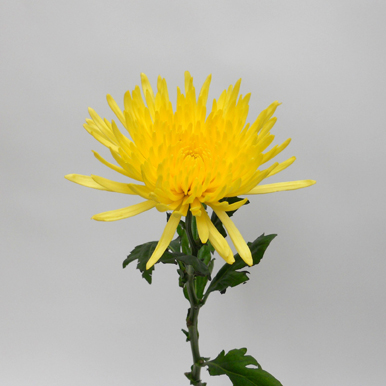 Chryssanthème jaune